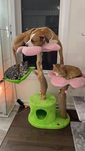 She eats cat poop and starts moving different 🤣