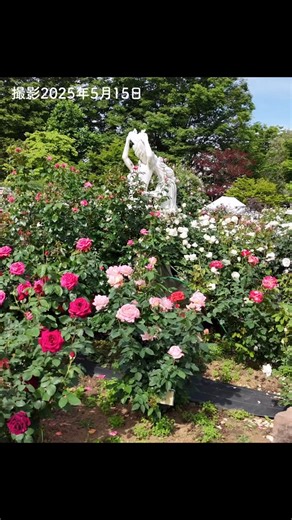 ハーブ庭園 旅日記 勝沼庭園/山梨県甲州市勝沼 on Instagram: "勝沼庭園のバラが見頃になります💐園内はバラの芳しい香りでいっぱい🌹250種類500株の咲き誇るバラたちをお楽しみください☺️ お送りしておりますムービーは5月15日時点のものです。 今週末よりローズガーデンがバラであふれ、さらに見ごたえ抜群に👀✨ ご来園の際は、ぜひ1つ1つのバラの香り・色合い・名前に注目していただけると嬉しいです💐 バラの様子は、LINE VOOMやインスタグラムなどでもお知らせしていますので、ご覧くださいね。 ✼••┈┈┈┈┈┈••✼ 🍀LINE VOOM https://line.me/R/home/public/main?id=261airik 🌸インスタグラム https://www.instagram.com/herbteien.katsunuma/ ✼••┈┈┈┈┈┈••✼ ご来園を心よりお待ちしております😊 #山梨県 #甲州市 #勝沼町 #勝沼ぶどう郷 #旅行 #旅 #観光 #山梨観光 #山梨旅行 #甲州市観光 #勝沼観光 #ハーブ庭園旅日記 #ハーブ庭園 #女子