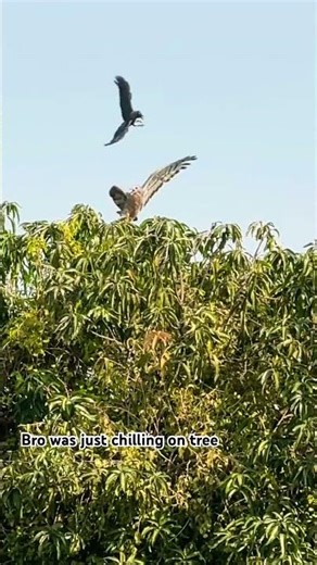 Hawk getting attacked by crows