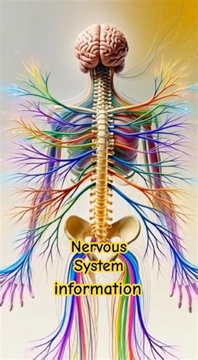 Your nervous system is your body’s command network #NervousSystem #BrainPower