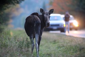 Moose Alley NH - The Best Place To See a Moose In New Hampshire - Here In New Hampshire