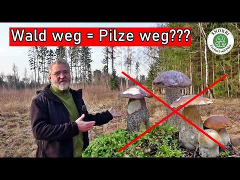 Forest gone = mushrooms gone??? What happens when the forest is cut down?