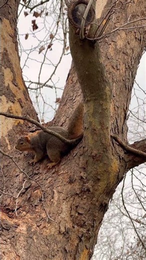 🐕 🐿️ #dogshorts #pets #hunting #dog