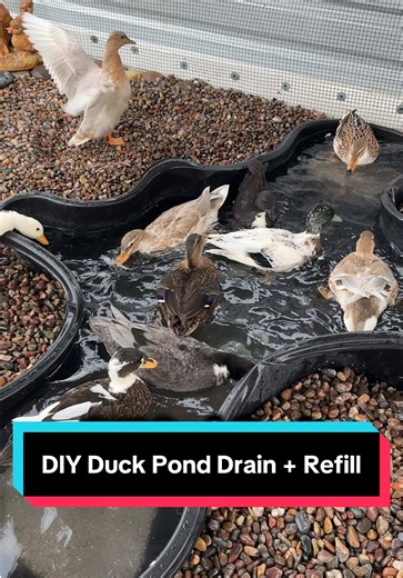 DIY Duck Pond- Drain Refill! 🦆 #ducks #pond #diy #duckpond #ducksoftiktok