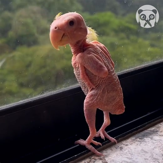 Meet blondie the featherless lovebird | Crafty Panda