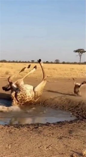 Hyena Pranks Giraffe: The Oscar Goes To... 🦒😂 #Shorts