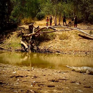 7.3K views · 169 reactions | GALLOPING CROCS. Most croc species when disturbed on land will walk to water in a high gait or slide if on a slope. Australian freshwater crocs frequently gallop and ‘hop’ when distributed or released after capture, even as adults. It is believed that this not only helps a faster escape but also to rapidly negotiate obstacles such as rocks and logs on banks. | Ruchira Somaweera | Facebook