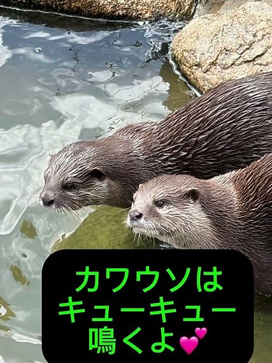 【神戸観光】南京町で食べ歩き🍜デートにもおすすめの1日旅