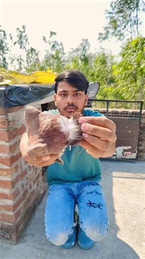 हिमांशु भाई बता रहे थे मेरे पास ऐसा कबूतर है जो दूसरे कबूतर को मारता है #kabutar #pigeon #kabootar