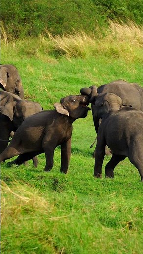 🐘 Happy Elephants Having Fun in the Wild | Cute Trunk Fight #elephanttwins
