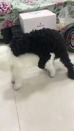 black teddy vs fake couple mating in love | offloaddogsboner realistic dog sex dolls review