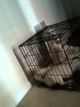 two dogs rough housing :)