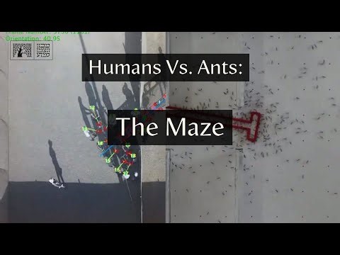 Ants vs. humans: Putting group smarts to the test