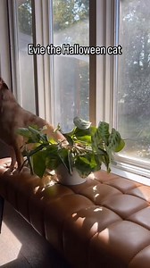 This Maranta was a little crispy and I’ve decided to record it after watering. I got a kick out of watching it back and seeing the cat and dog both hang out on the bench throughout the day. #blackcatsrule #rescuedogs #maranta #prayerplant #timelapse | Pothosiblyaboutplants