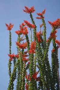 6 Qty - 12 Inch Ocotillo Cuttings - Etsy