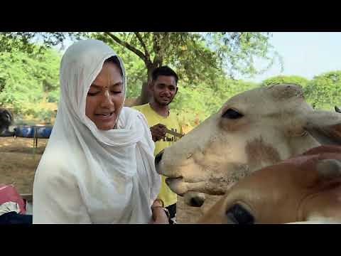 Govardhan Parikrama Full Tour 😍What You Shouldn’t Miss