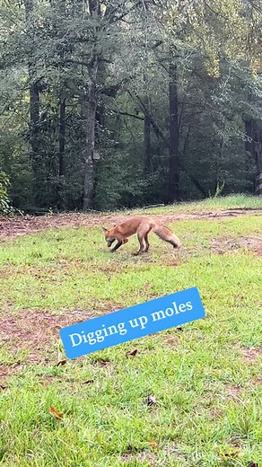 A young red fox full of energy and digging up moles this morning. The little hops are the cutest. #geauxwildrehab #wildlife #redfoxes #fox #rescuerehabrelease #moles #playful #cutestthingever #hops