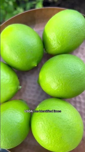 Green limes are great, but have you tried a yellow lime?! They are tart, sweet + juicy. #gardening