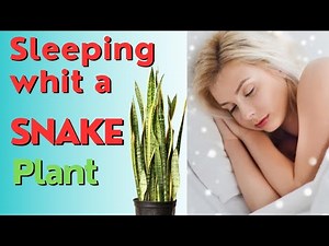 Sleeping with snake plant / 7 Great Snake Plant benefits