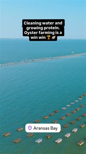 There’s about 4 million reasons in this video that we love raising Texas oysters. We love our bays and spend our weekends recreating on them, we eat the oysters we grow here, and we work everyday to see our bays healthier and more robust ecologically than when we started. All while getting to grow oysters that people in our own communities and others get to enjoy alongside a cold drink and friends. Who’s been to a restaurant serving Key Allegro Keystones? #keyallegro #keyallegrooystercompany #oy