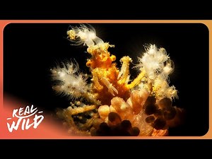 The Alien Sea Creatures Lurking Beneath the Surface