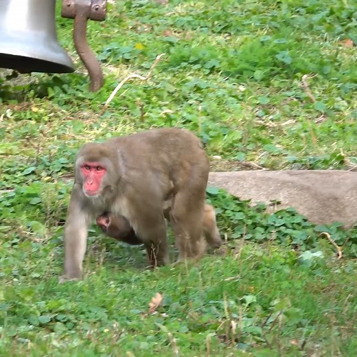 Every day is family fun day when you visit the Zoo!💚 We open at 9:30am, see you soon! Get your tickets online and save: https://bit.ly/mkezootix | Milwaukee County Zoo