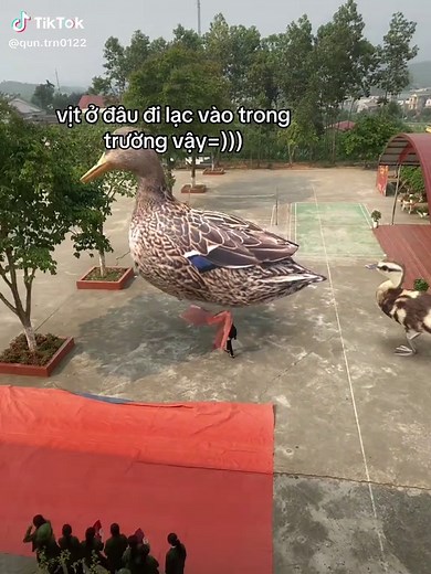 Vịt Lạc Vào Sân Trường Gây Hoang Mang