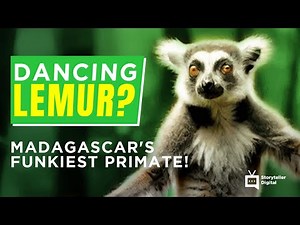 This Lemur's Dance Moves Are OUT OF THIS WORLD! (Is it the FUNKIEST Creature on Earth?)