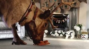 How cool is this?! One of the magical Reindeer has joined me in my house! I will show this to the kids on Christmas Day after Father Christmas has been! Capture the magical moment the reindeer visit your home with www.reindeerready.co.uk/live (age 16 ) #ad #ReindeerReady | Stacey Solomon