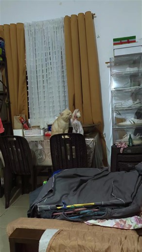 Tunay na Comfort: Pusa para sa mga Cat Lovers