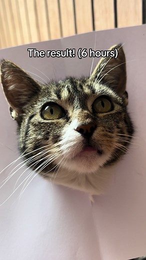 Rate My Cat Drawing