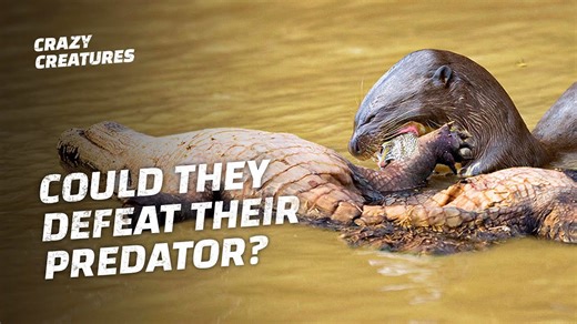 Giant Otters Defend Their Turf Against a Caiman