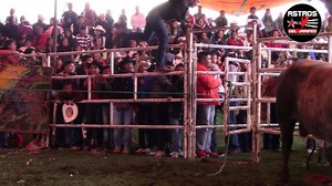 180K views · 602 shares | PRINCIPE DE ARABIA TORO RANCHO LOS TRAFICANTES UNA MAQUINA ESPECTACULAR CHEQUEN LA SALIDA DE LA MANGA DE TORILES Y ADEMAS EPECTACULAR EN SU REPARO SU JINETE MUY EXPERIMENTADO EL MONCHO DE DE SAN CARLOS | Astros del Jaripeo | Facebook