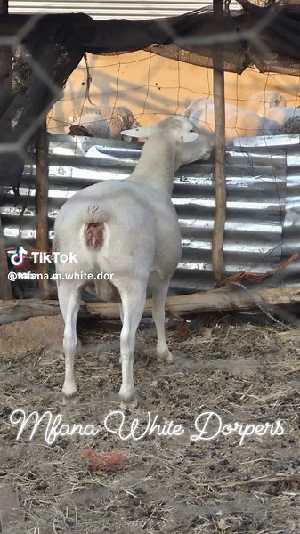 Mfana M White Dorpers on TikTok