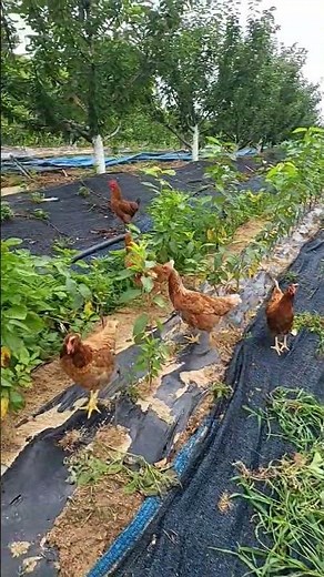 체리밭에은퇴닭과 수탉2 마리 #농장 #체리 #폐계닭# #chicken #막달려갑니닭 #farming #farm #촌닭 #촌닭 #ayam #animals