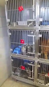 5.2K views · 80 reactions | Big Spring, TX Big Spring Animal Shelter (432) 264-2372 21 CATS AND KITTENS are out of time this Tuesday, 5/24 @ 9am!! Please share so we can save their lives!! | Big Spring Animal Rescue Network | Facebook