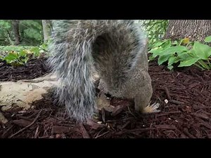 10 Hour Ultimate Cat TV for Cats to Watch Nature Videos. 4K to Entertain Your Cat