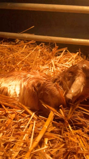 129K views · 5.5K reactions | The goats have certainly kept us on our toes this half term - with some very difficult deliveries that our farm team have had to help with. It's certainly been challenging. | Cannon Hall Farm | Facebook