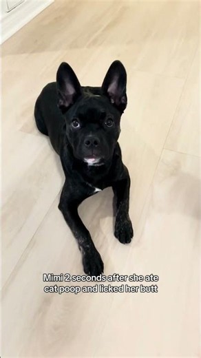 If Mimi could talk 💋 #puppy #dog #mimithedog #haha #funny