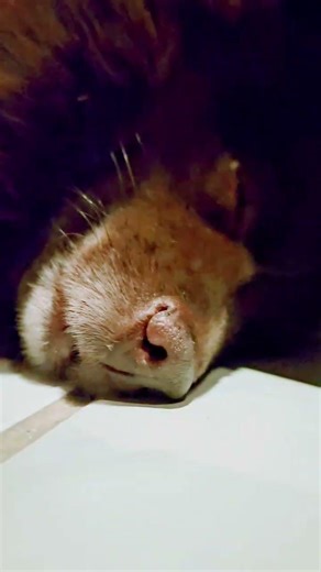Traumland #snoring #cute #funny #pets#puppy #shortsvideos #animals #hund #hunde #pretty #pretty
