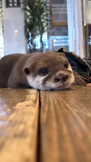 Adorable Young Otter Relaxing Indoors