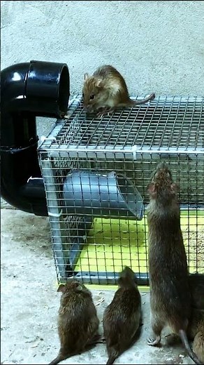 How to make effective mouse trap works every time #mousetrap #diy #mouse #rat