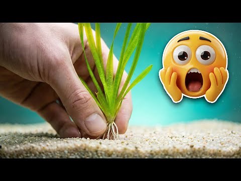 Cycle Your Aquarium Naturally — Using Live Plants Only!