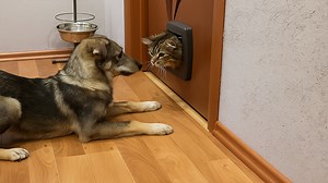 Dog Blocks Cat Door 🚪🐾 | Hilarious Dog vs Cat Moment at the Gate! | Funny Pet Videos