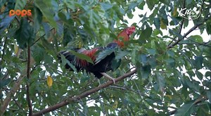 759K views · 2.7K reactions | Cuối tuần quây quần gia đình sao thiếu được món lẩu mắm cá Linh © Bản quyền của video này thuộc về Khói Lam Chiều - đối tác POPS. © The copyright of this video belongs to Khói Lam Chiều - a POPS partner Khói Lam Chiều https://youtu.be/CRuTSni_GWE #POPS #KhóiLamChiều #BánhXèo #FD20 #KhoilamchieuFD20 | POPS TV Vietnam | Facebook