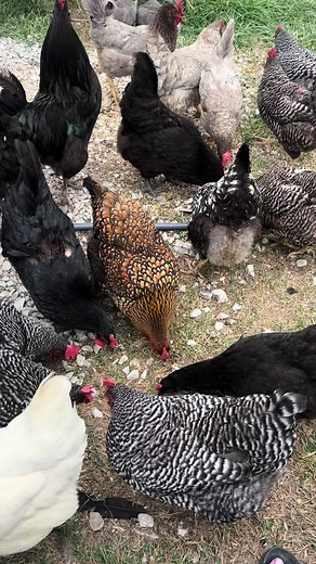 Spoiled Chickens!! 🐓 They won’t leave me alone until I give them a treat. 😂