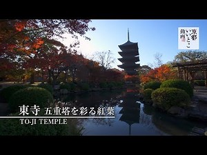 東寺 五重塔を彩る紅葉 / To-ji Temple / 京都いいとこ動画