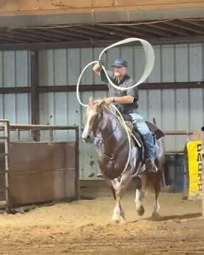 Red Roan AQHA Gelding For Sale | Consigned to Thehorsebay.com