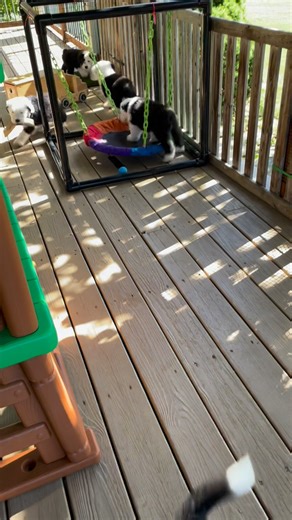 Throwback of Old English Sheepdog puppies playing keep away! | Owasco Valley Sheepies