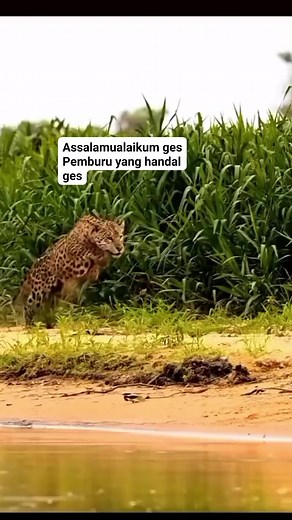Pemburu handal #reels #bu mora | salak bu mora
